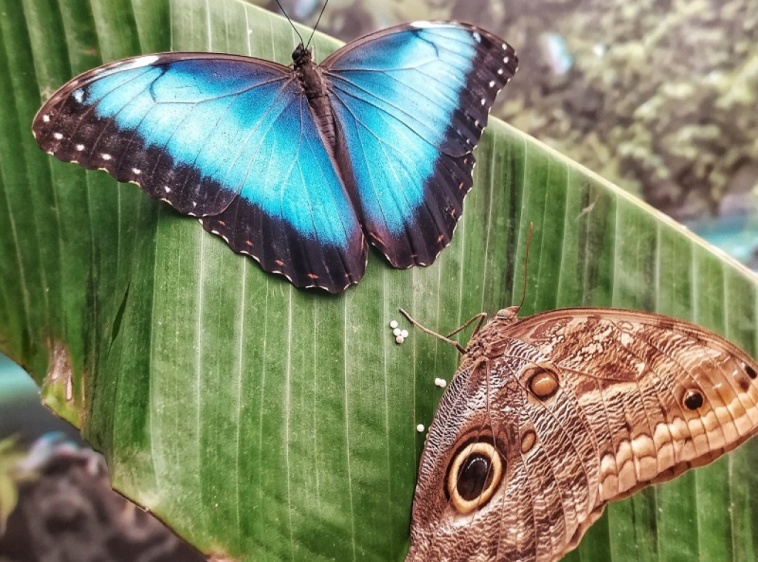 MOTYLARNIA PORT WŁADYSŁAWOWO